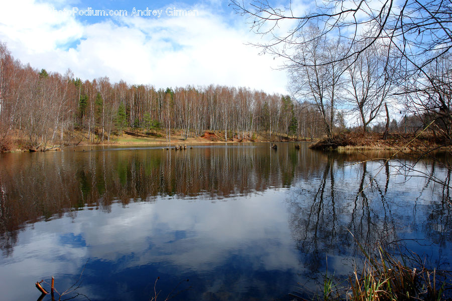 Outdoors, Pond, Water, Lake, Forest, Vegetation, Land