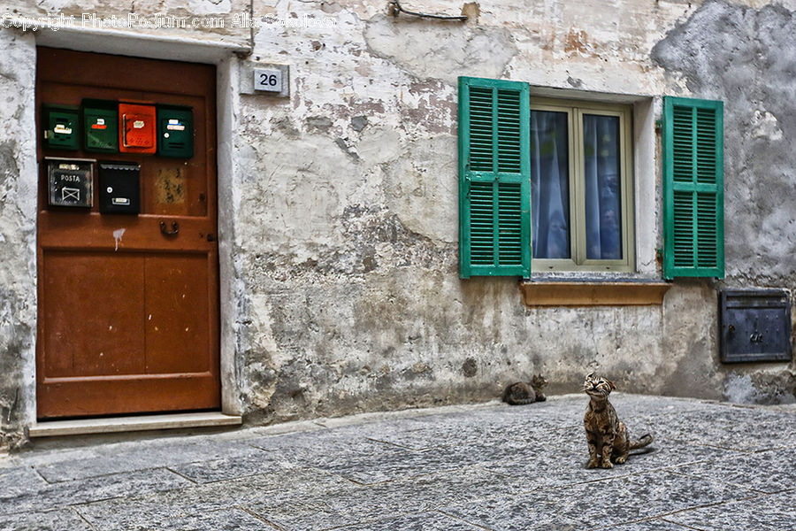 Shutter, Window, Window Shade, Animal, Leopard, Lynx, Wildlife