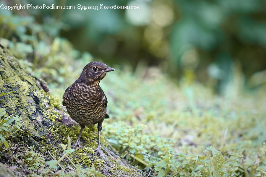 Bird, Blackbird, Quail, Plant, Vegetation, Buzzard, Harrier