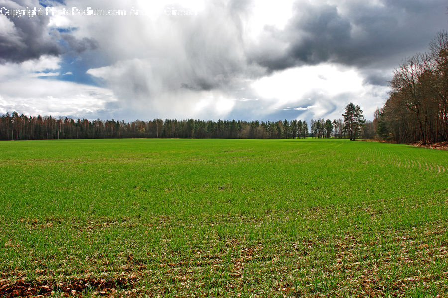 Field, Grass, Grassland, Land, Outdoors, Plant, Landscape