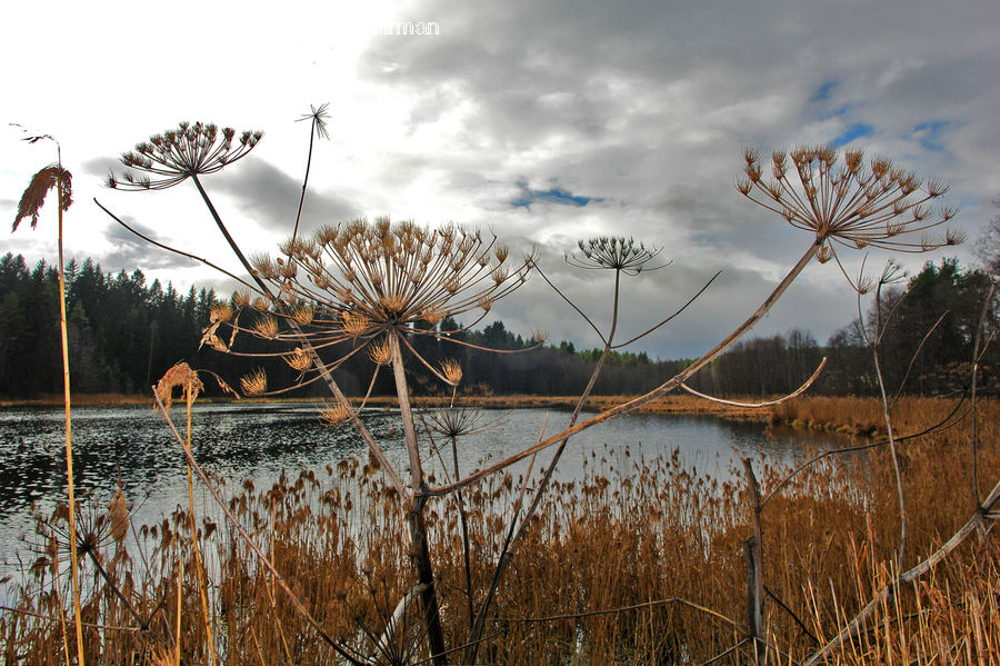 Field, Grass, Grassland, Plant, Reed, Conifer, Fir