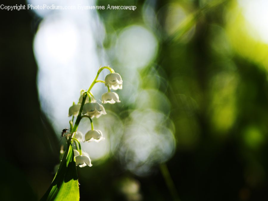 Blossom, Flower, Lilac, Plant, Flora, Anther, Petal
