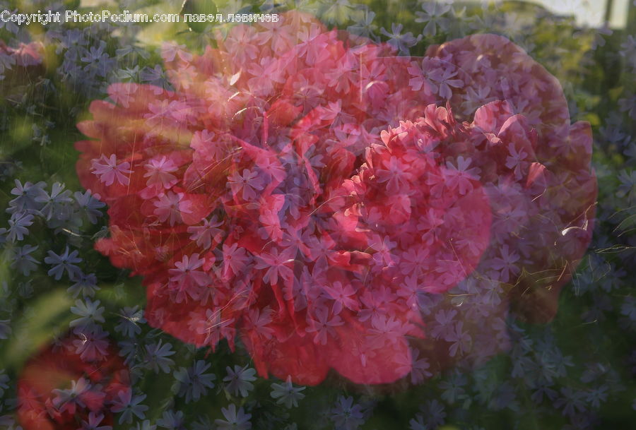 People, Person, Human, Blossom, Flora, Flower, Geranium