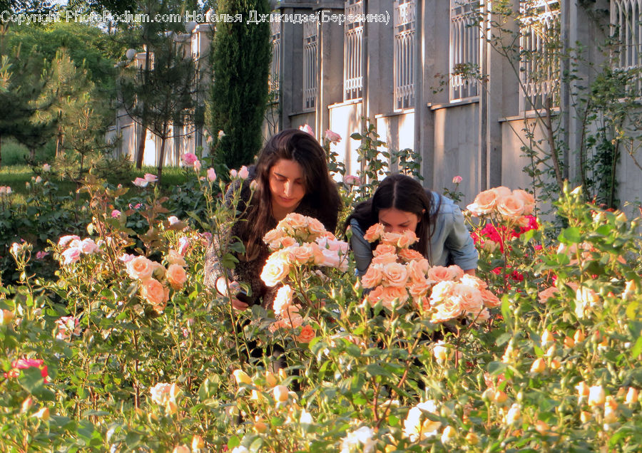 People, Person, Human, Eating, Blossom, Flower, Plant