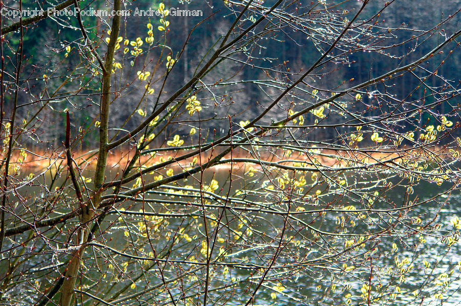 Conifer, Fir, Plant, Tree, Birch, Wood, Land