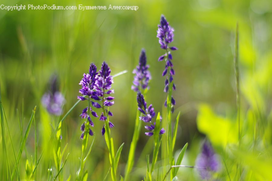Lavender, Plant, Blossom, Flora, Flower, Crocus, Field
