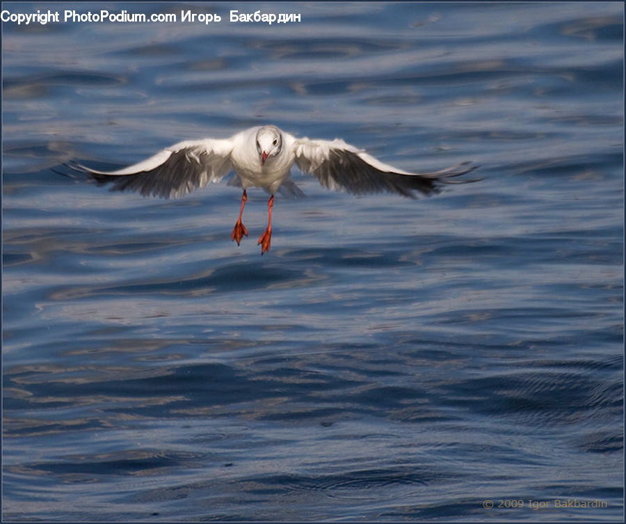 Bird, Seagull, Crane Bird, Heron, Goose, Waterfowl, Pelican