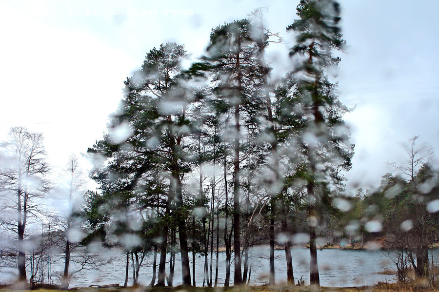 Conifer, Fir, Plant, Tree, Pine, Spruce, Forest