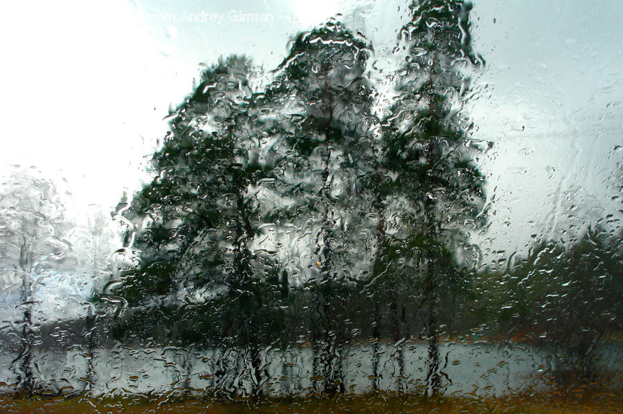 Conifer, Fir, Spruce, Wood, Water, Plant, Tree