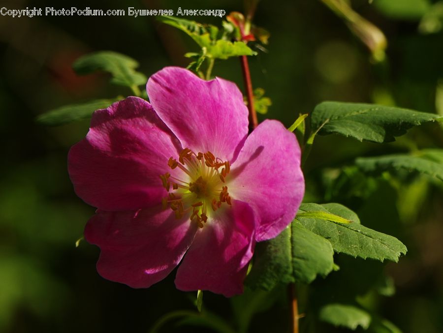 Blossom, Flora, Flower, Geranium, Plant, Pollen, Rose