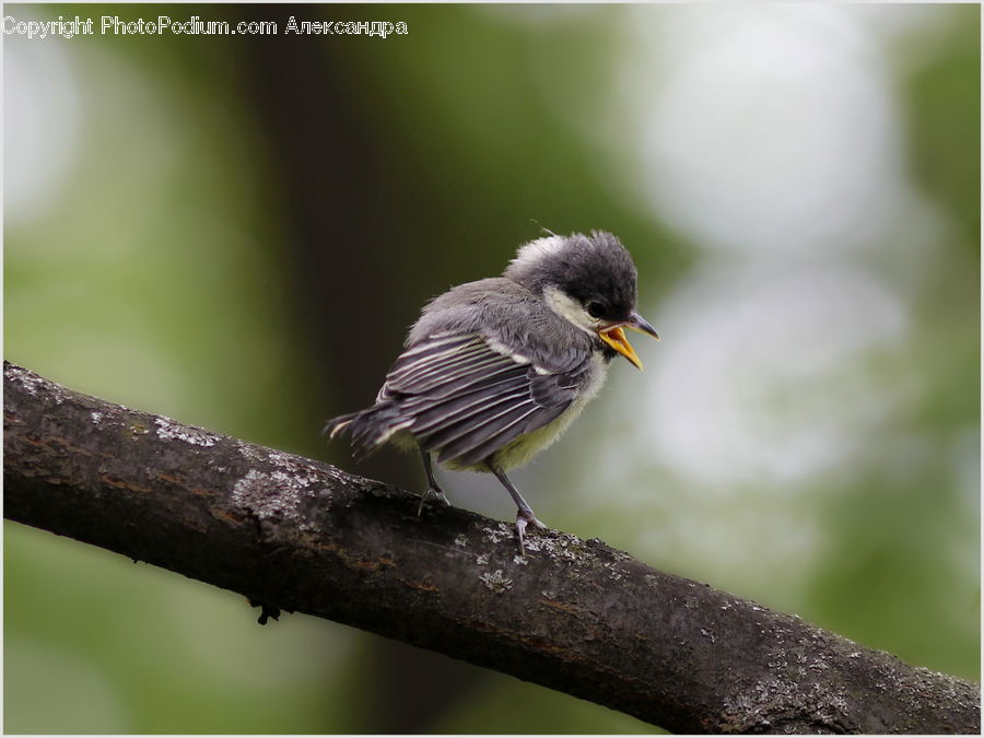 Bird, Blackbird, Robin, Finch, Beak