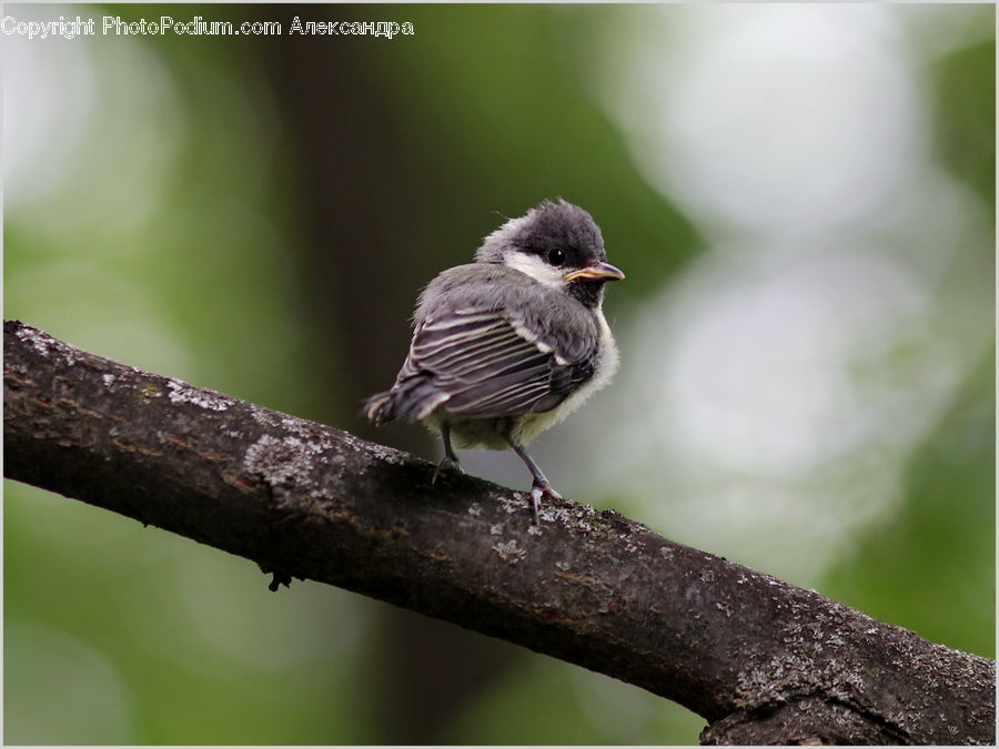 Bird, Sparrow, Finch