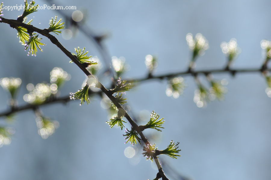 Blossom, Flora, Flower, Plant, Cherry Blossom, Conifer, Fir