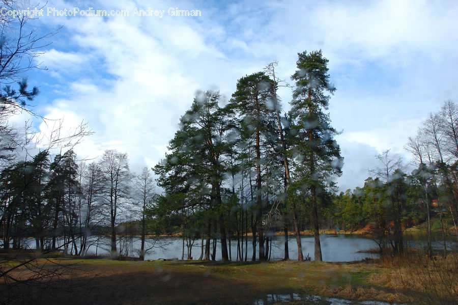 Conifer, Fir, Plant, Tree, Forest, Vegetation, Landscape