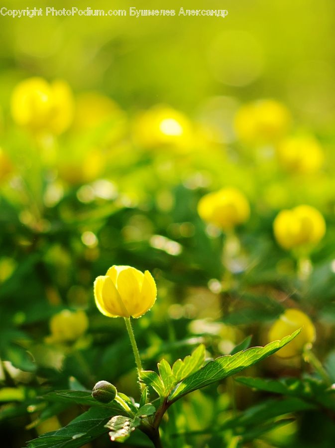 Blossom, Flora, Flower, Plant, Tulip, Asteraceae, Field