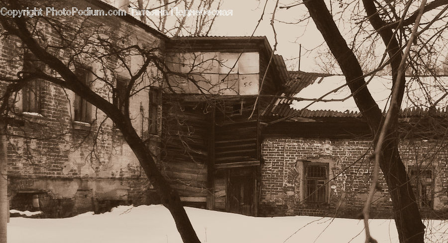 Plant, Tree, Building, Cottage, Housing, Oak, Wood