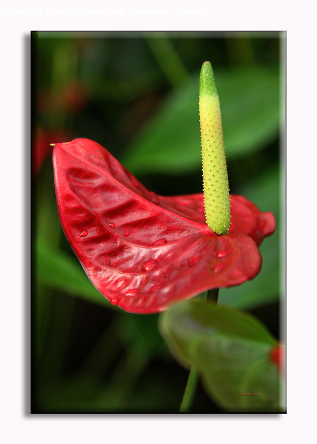 Anthurium, Flower, Plant, Flora, Gladiolus, Blossom, Araceae