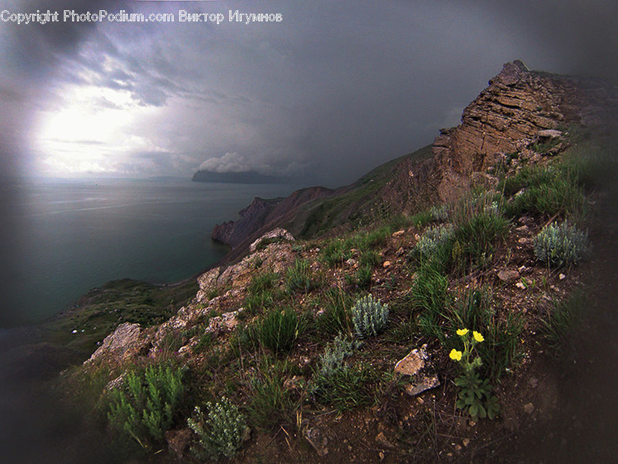 Algae, Rubble, Cliff, Outdoors, Plant, Vegetation, Apiaceae