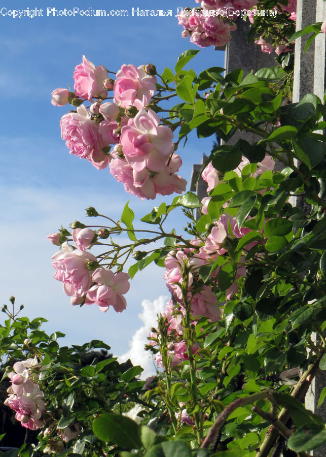 People, Person, Human, Plant, Potted Plant, Blossom, Flora