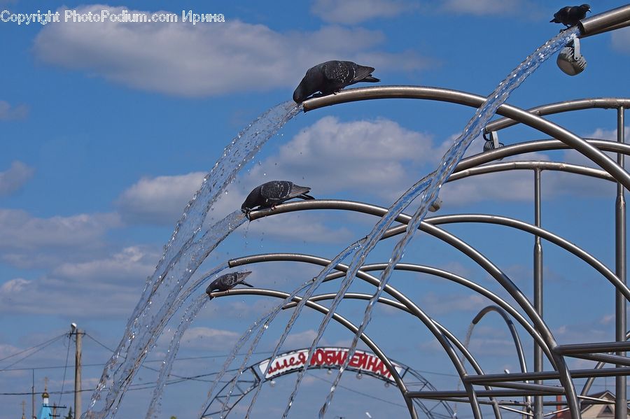 Bird, Blackbird, Crow, Ferris Wheel, Pigeon, Magpie, Carnival