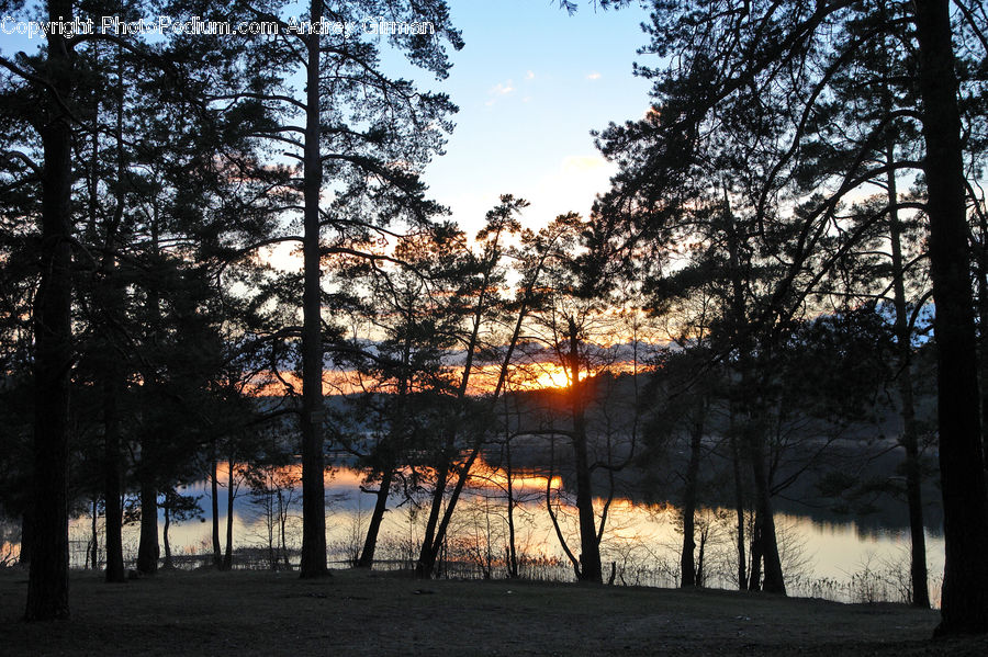 Dusk, Outdoors, Sky, Sunlight, Sunrise, Sunset, Plant