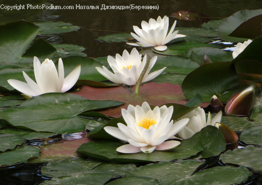 Flower, Lily, Plant, Pond Lily, Water, Blossom, Flora