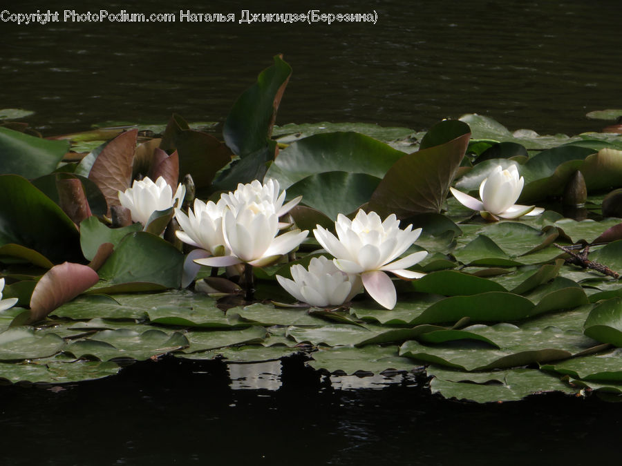 Flower, Lily, Plant, Pond Lily, Blossom, Flora, Petal