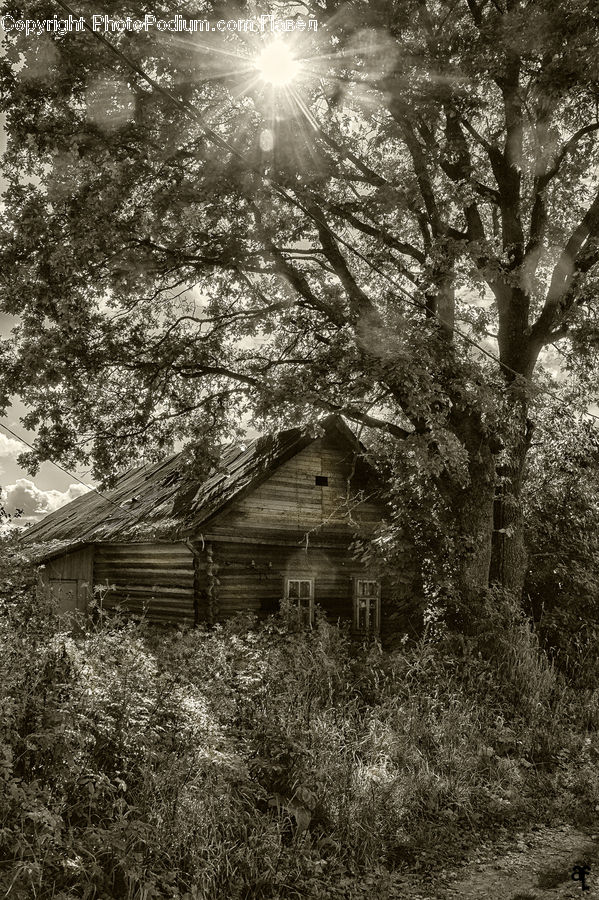 Building, Cottage, Housing, Cabin, Hut, Rural, Shack