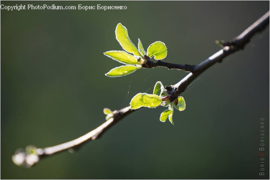 Bud, Plant, Blossom, Flora, Flower, Aphid, Insect