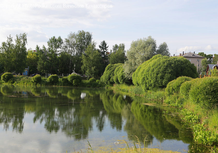 Outdoors, Pond, Water, Fence, Hedge, Plant, Conifer