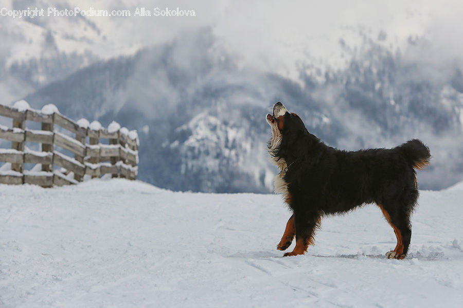 Ice, Outdoors, Snow, Animal, Canine, Dog, German Shepherd
