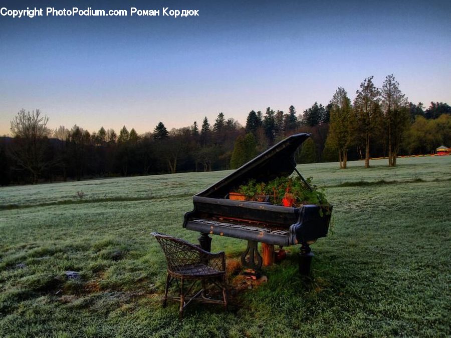 Plant, Potted Plant, Park Bench, Bench, Grand Piano, Musical Instrument, Piano