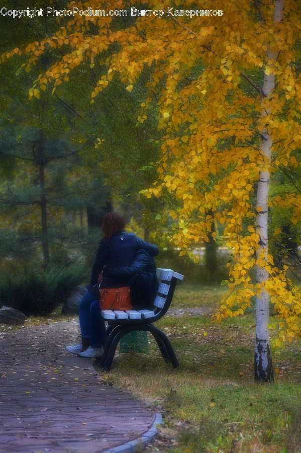 People, Person, Human, Bench, Birch, Tree, Wood