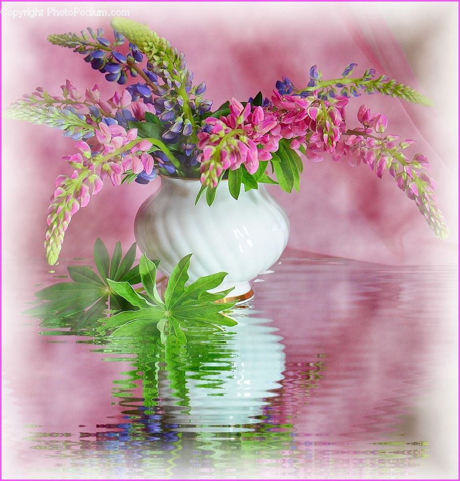 Plant, Potted Plant, Blossom, Flora, Flower, Geranium, Lilac