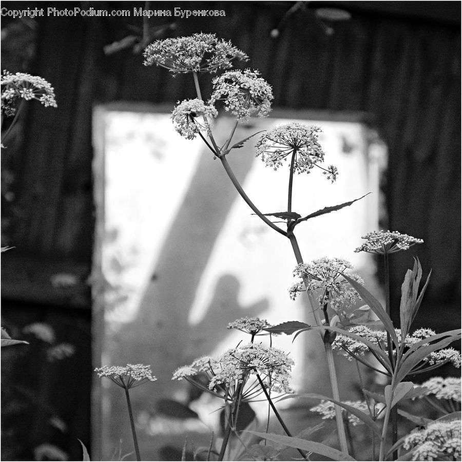 Apiaceae, Blossom, Plant, Flora, Flower, Frost, Ice