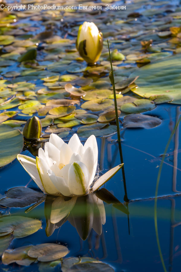 Flower, Lily, Plant, Pond Lily, Water, Blossom, Flora