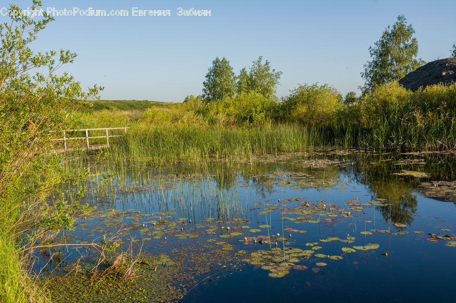 Outdoors, Pond, Water, Land, Marsh, Swamp, Field