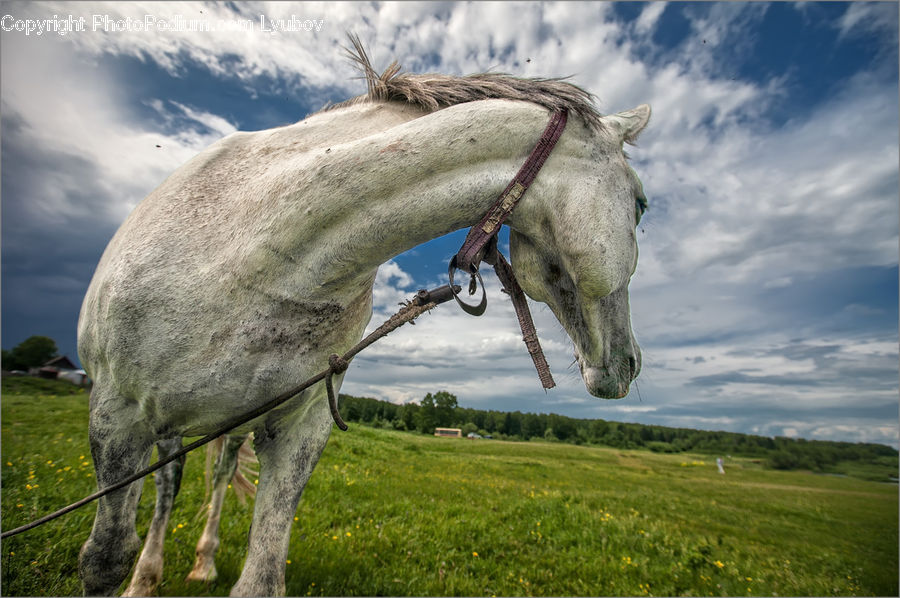 Animal, Horse, Mammal, Stallion, Colt Horse, Foal