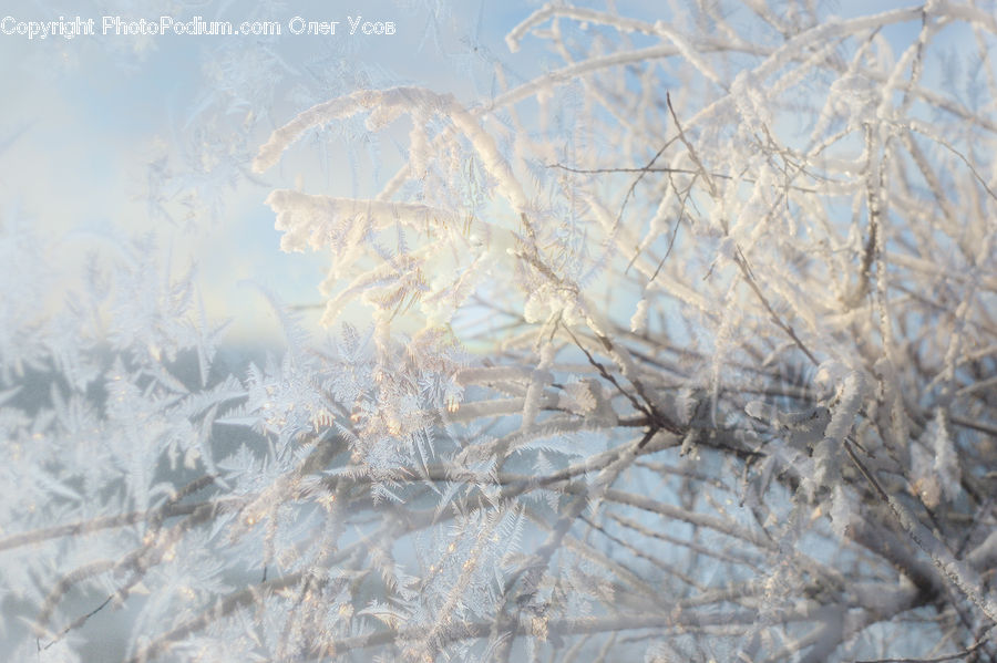 Frost, Ice, Outdoors, Snow, Cotton, Fiber, Field