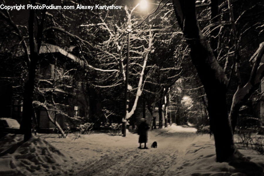 People, Person, Human, Plant, Tree, Forest, Vegetation