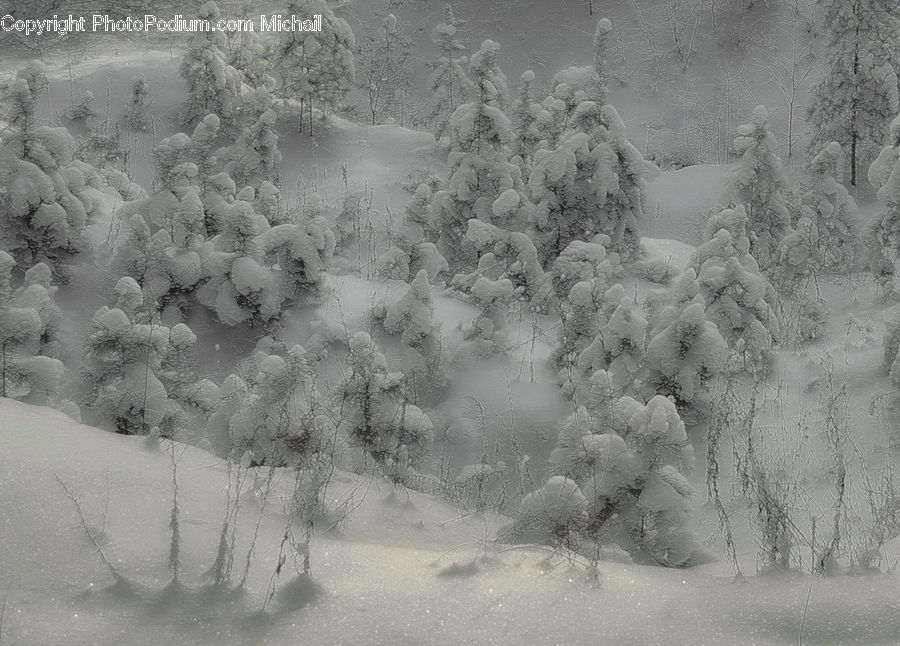 Ice, Outdoors, Snow, Conifer, Fir, Plant, Tree