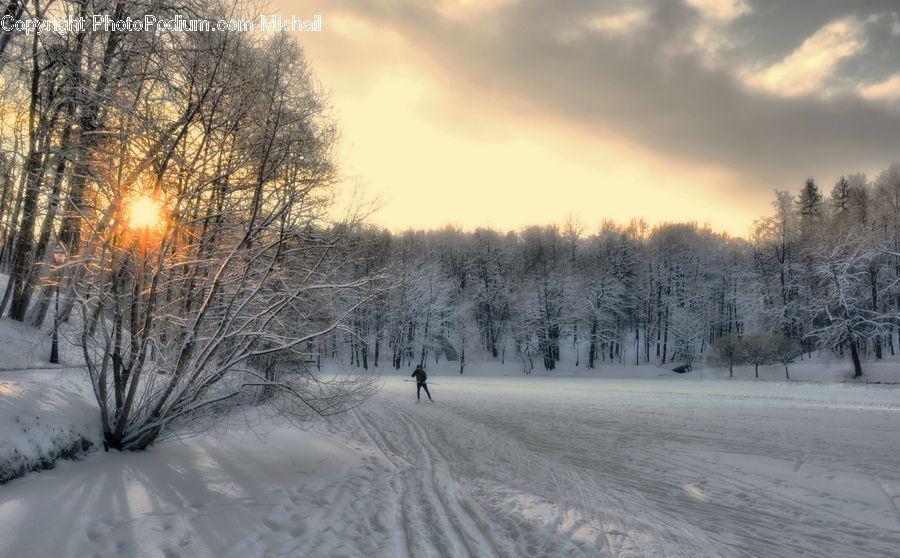 Ice, Outdoors, Snow, Blizzard, Weather, Winter, Forest