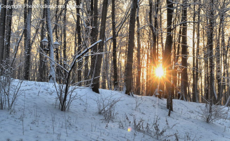 Forest, Vegetation, Birch, Tree, Wood, Grove, Land