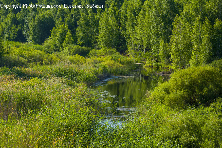 Conifer, Fir, Plant, Tree, Field, Grass, Grassland