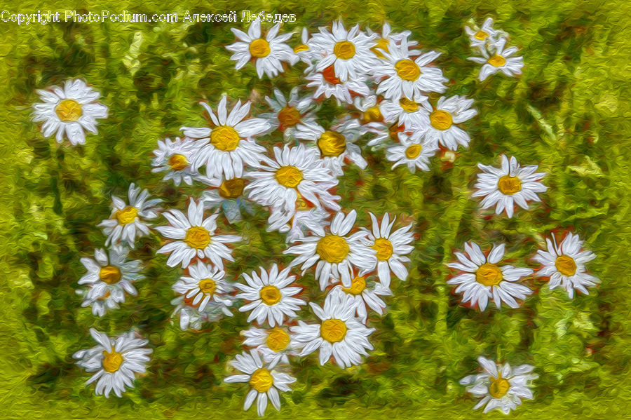 Aster, Blossom, Flower, Plant, Daisies, Daisy, Asteraceae