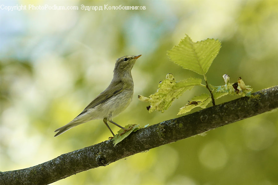 Anthus, Bird, Wren, Hummingbird