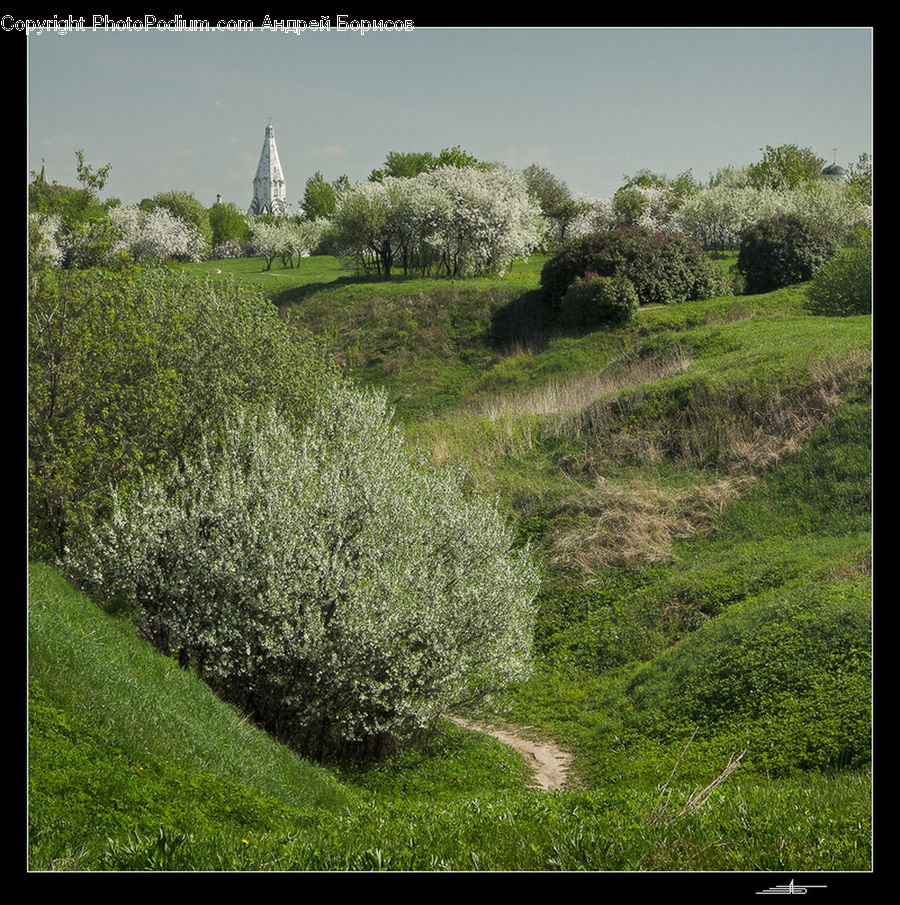 Field, Grass, Grassland, Land, Outdoors, Plant, Landscape