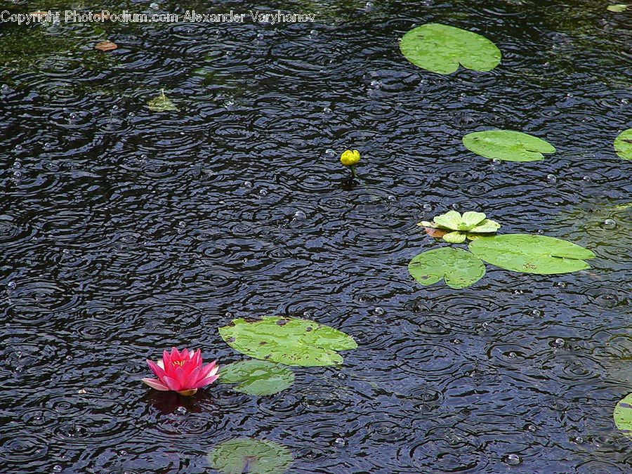 Outdoors, Pond, Water, Flower, Lily, Plant, Pond Lily