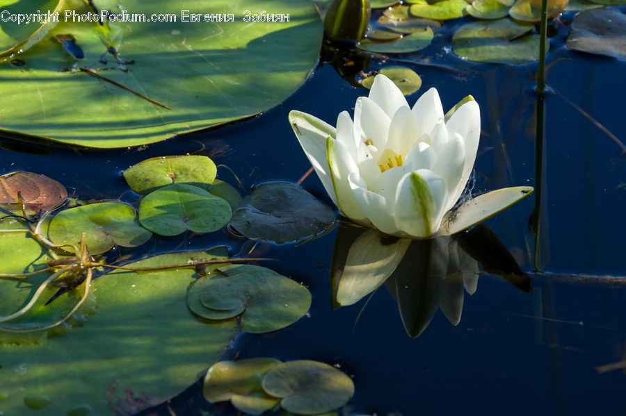 Flower, Lily, Plant, Pond Lily, Aquatic, Water, Blossom