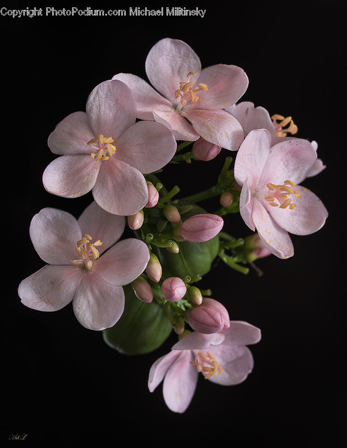 Blossom, Flora, Flower, Plant, Lily, Lilac, Cherry Blossom